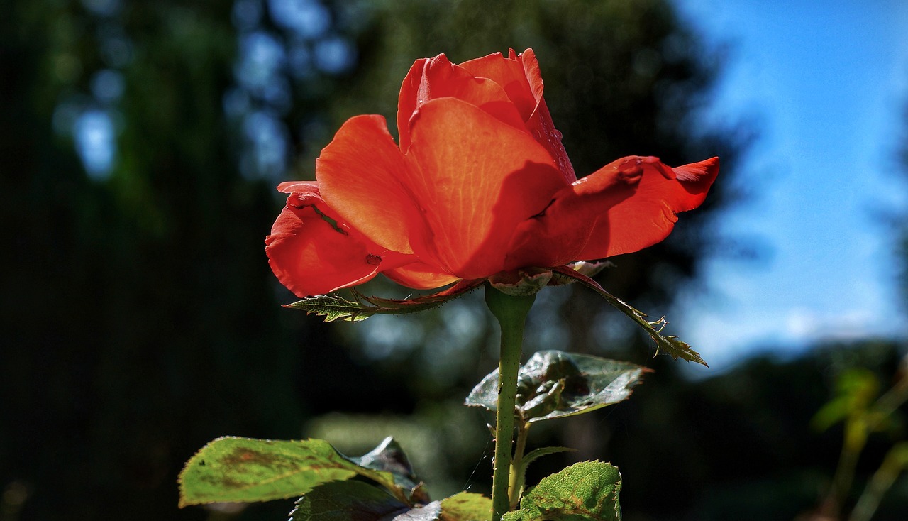 red rose bloom free photo