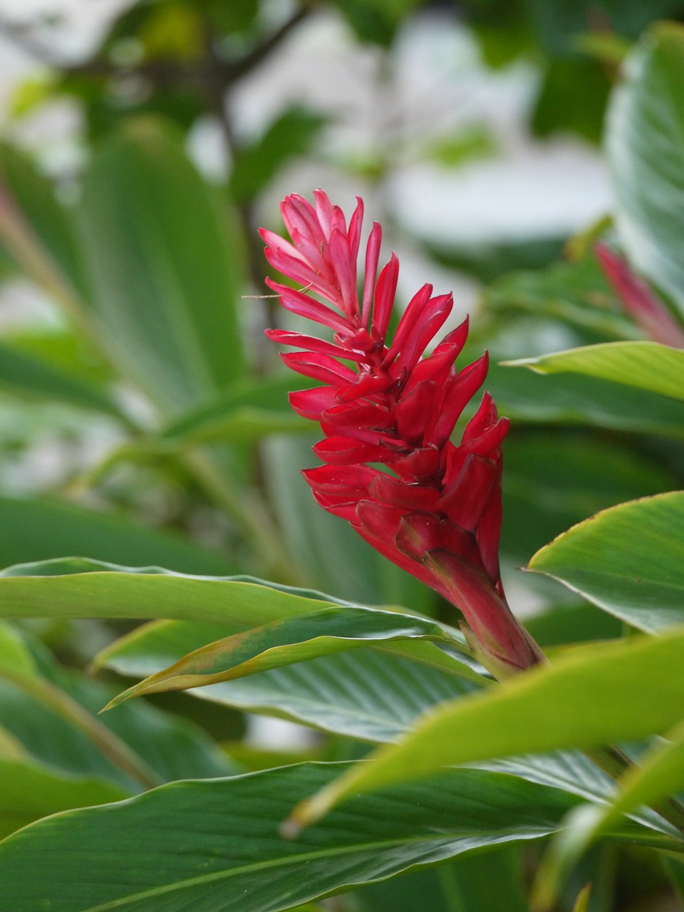 red flower tropical free photo