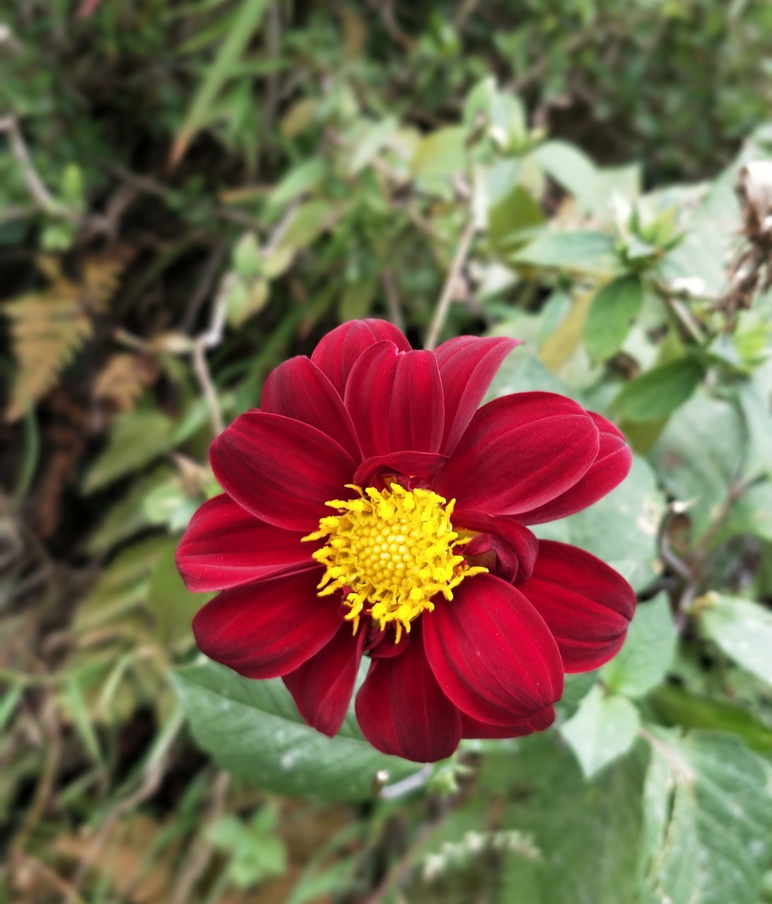 red yellow flower free photo