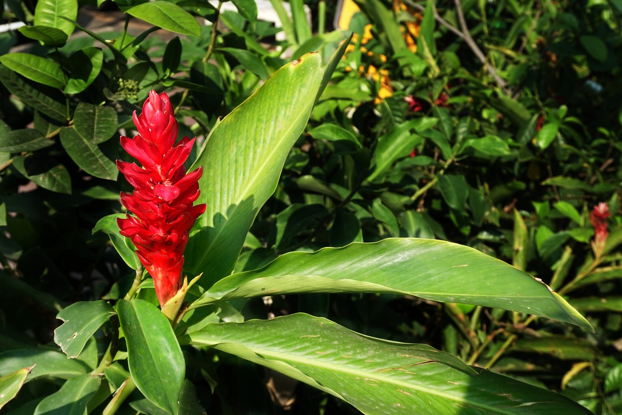 red ginger herb free photo