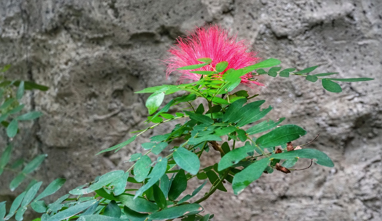 red penda tree free photo