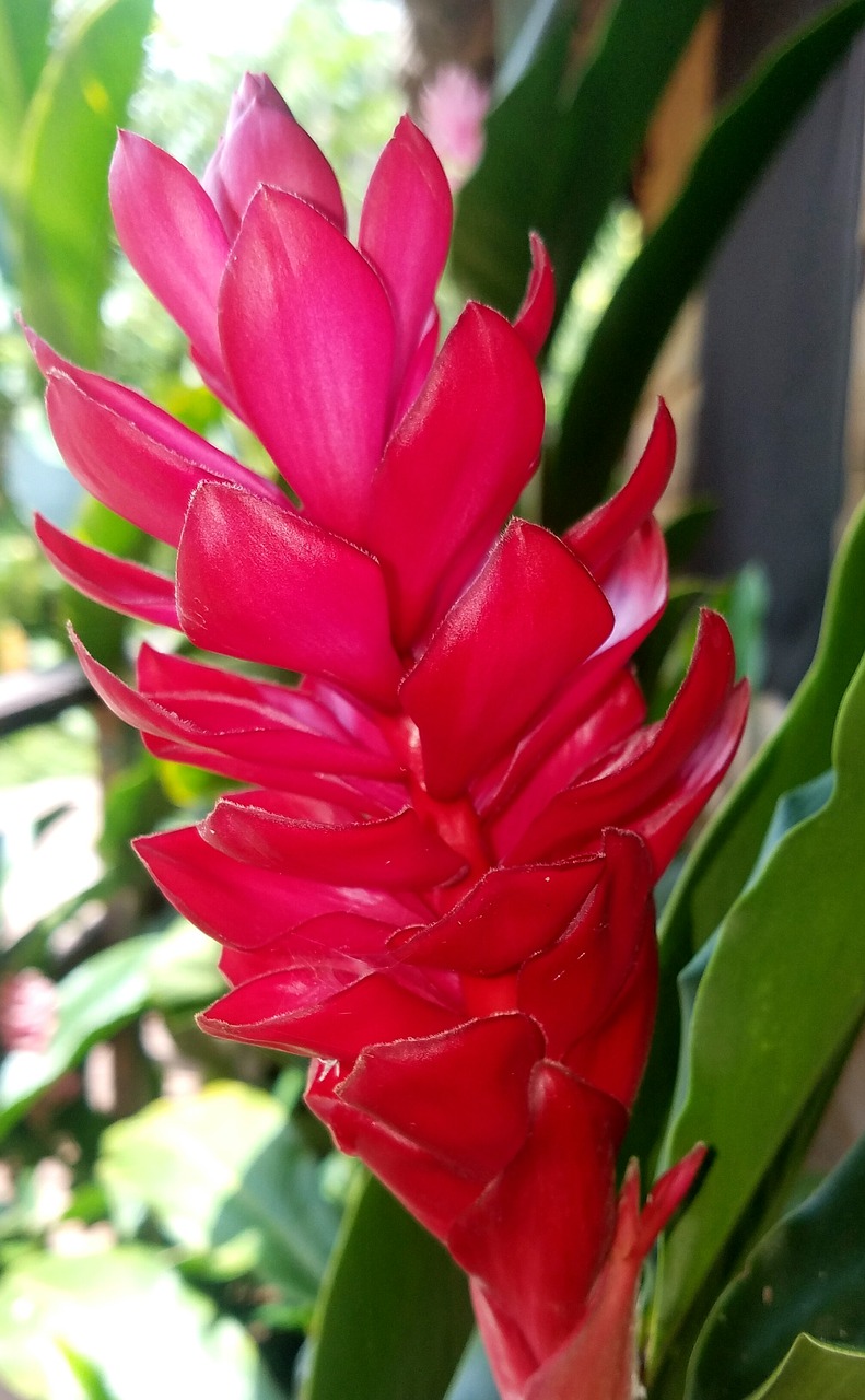 red  flower  tropical free photo