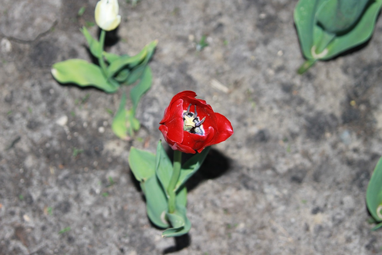 red tulip bright free photo