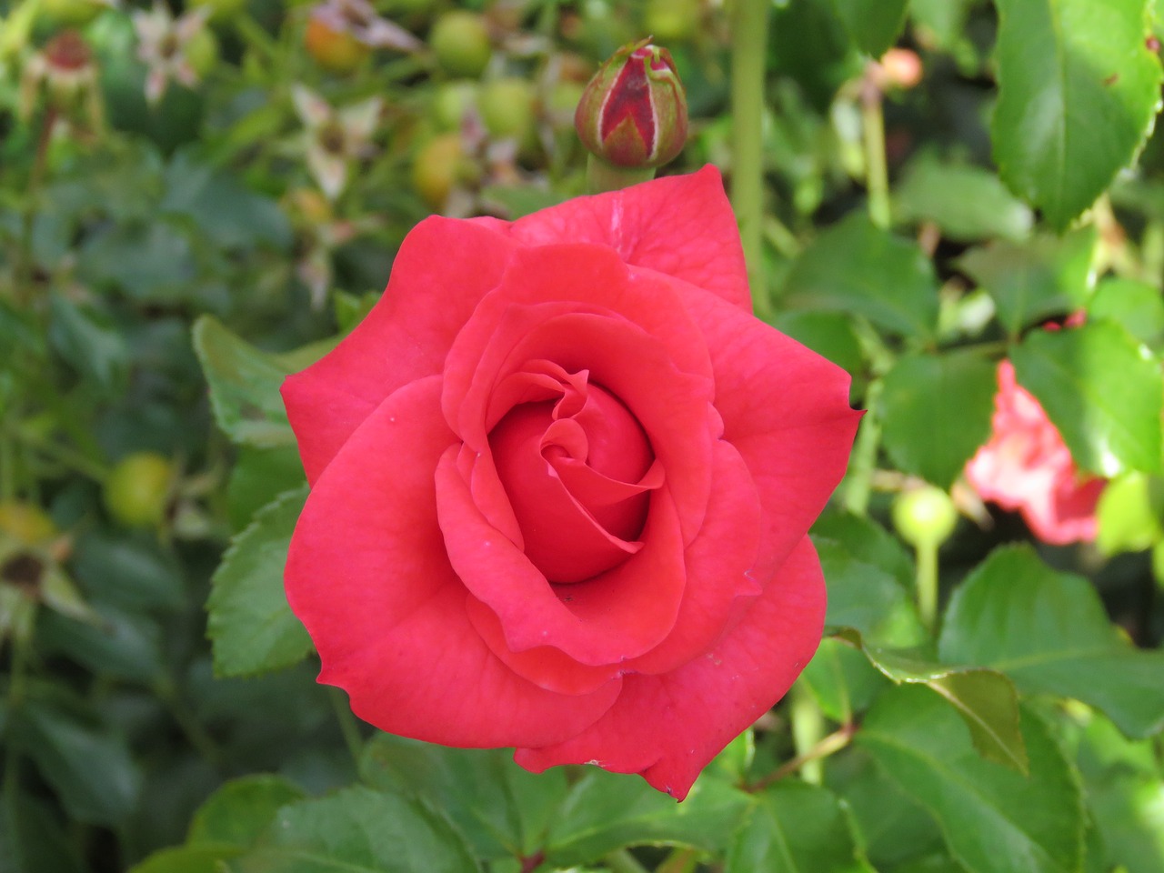 red  rose  blossom free photo