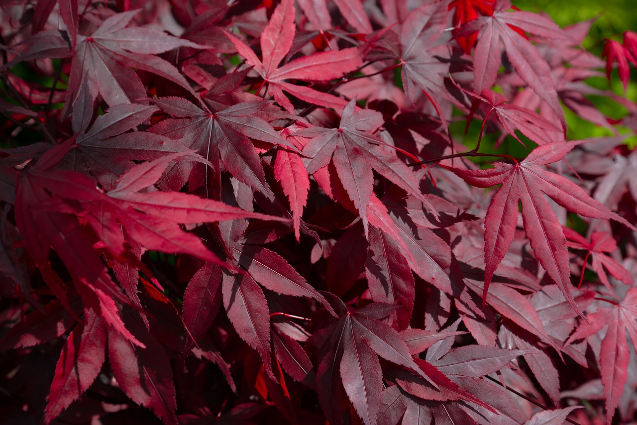 red  maple  japan free photo