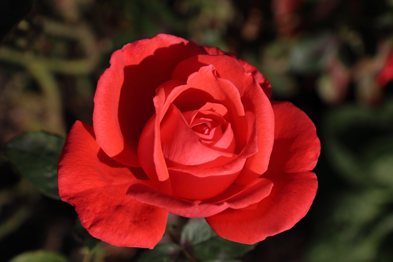 red  rose  flower free photo