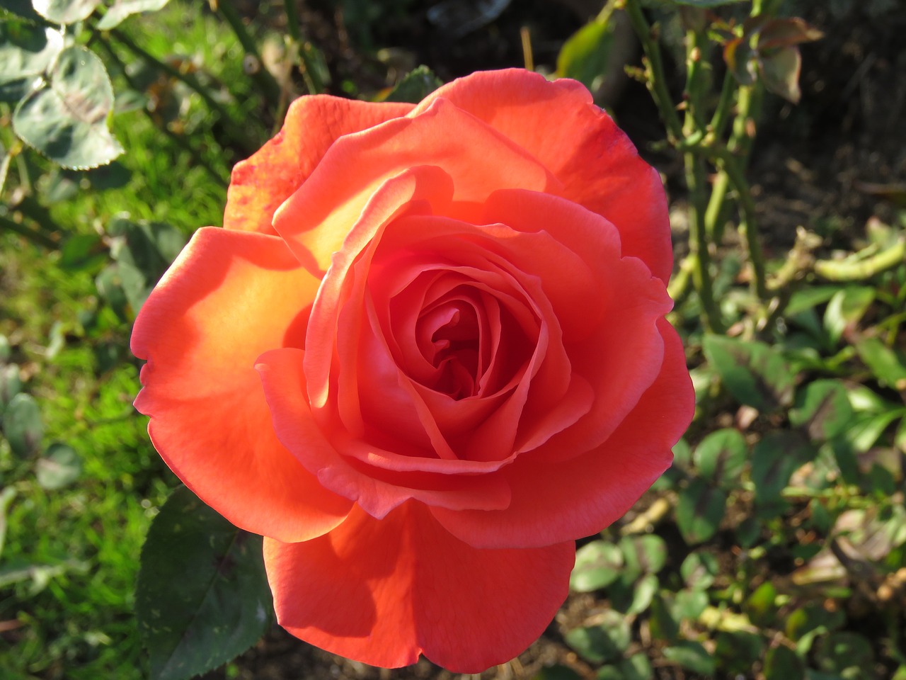 red  rose  flower free photo