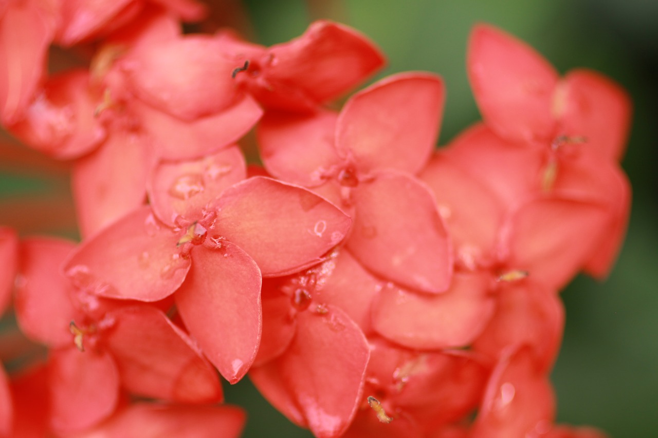 red  flower  cayenne free photo
