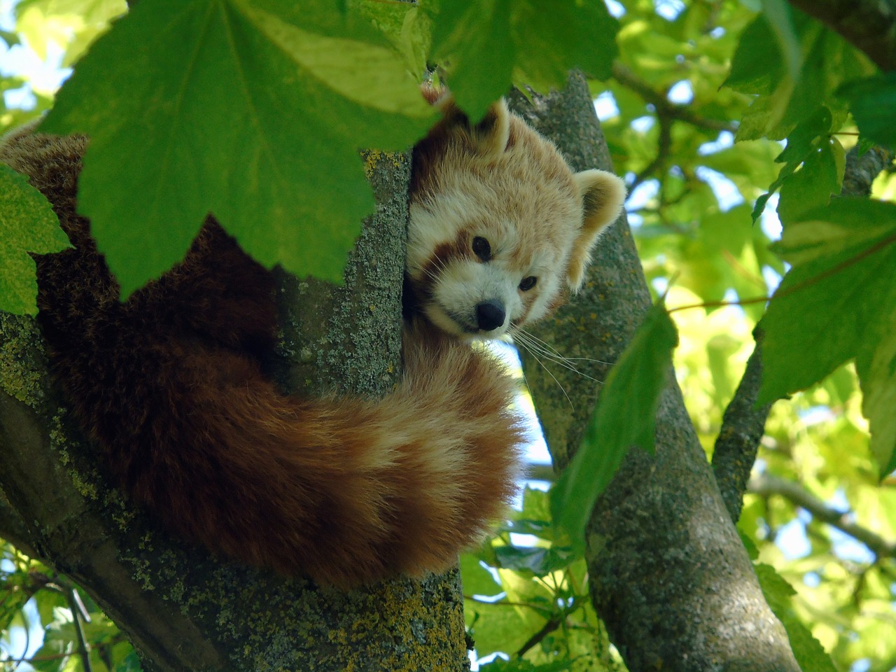 red  panda  animal free photo