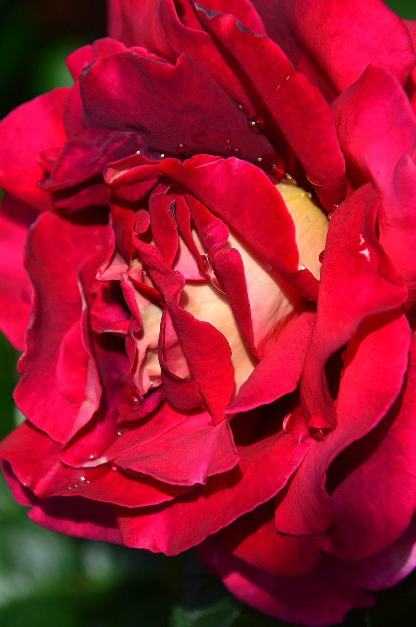 red  rose  red rose free photo