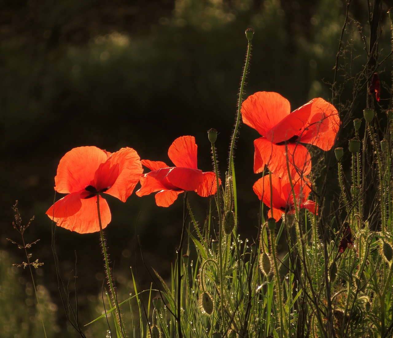 red  nature  morning free photo