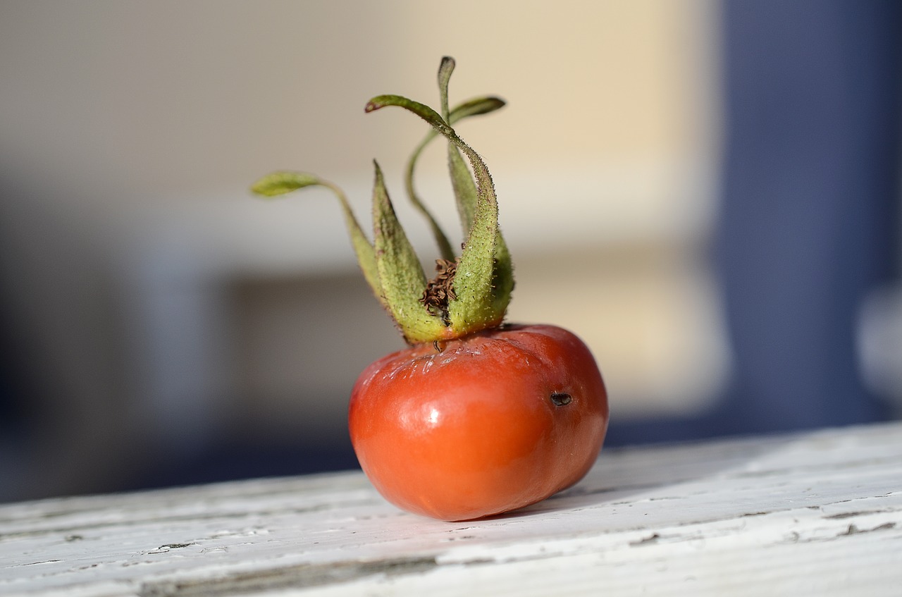 red  plant  rose hips free photo