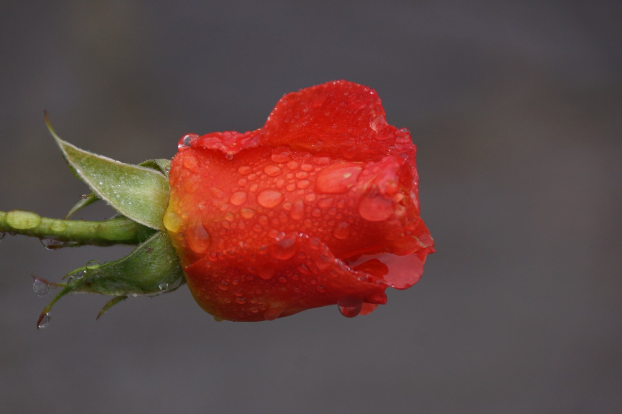 red  rose  water free photo