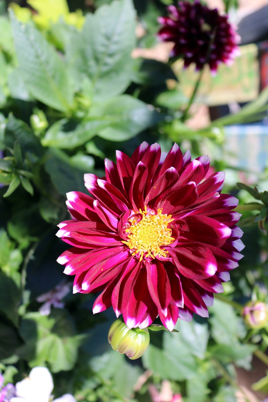 red  pink  flower free photo