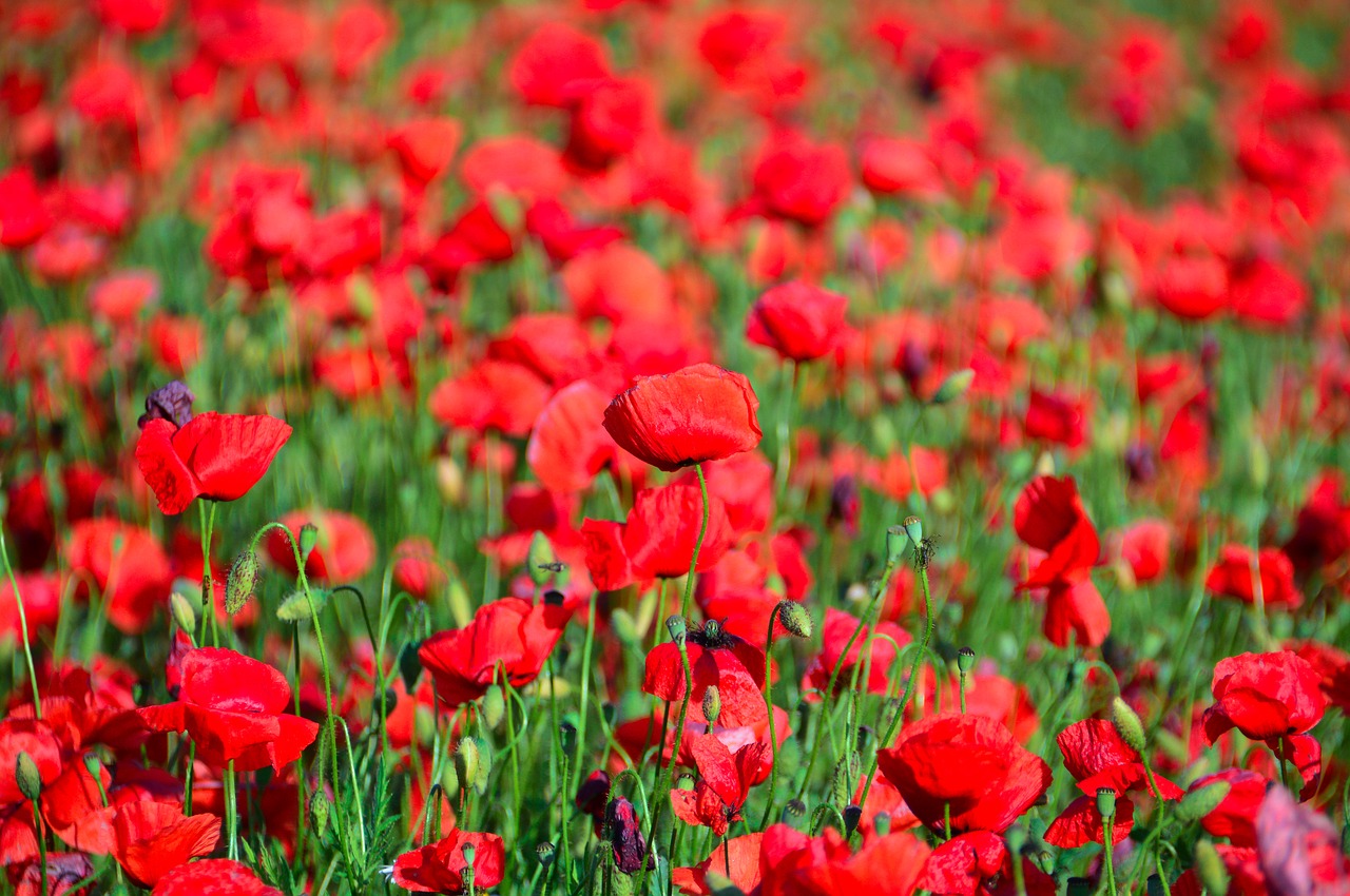 red  red poppy  poppy free photo