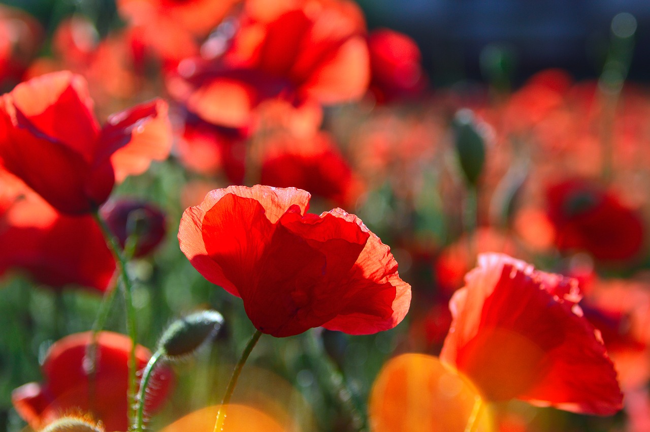 red  red poppy  poppy free photo