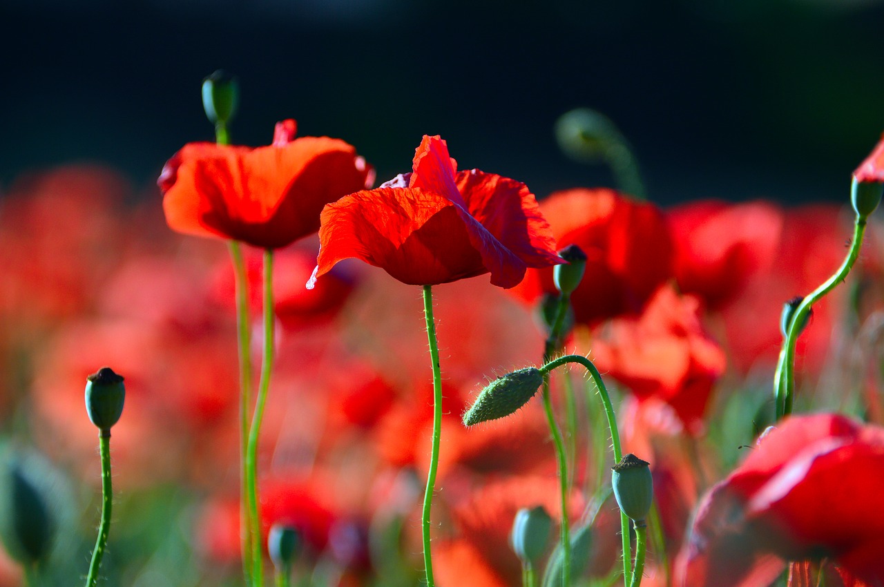 red  red poppy  poppy free photo