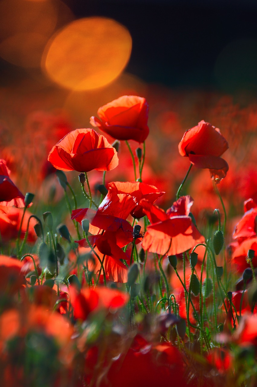 red  red poppy  poppy free photo