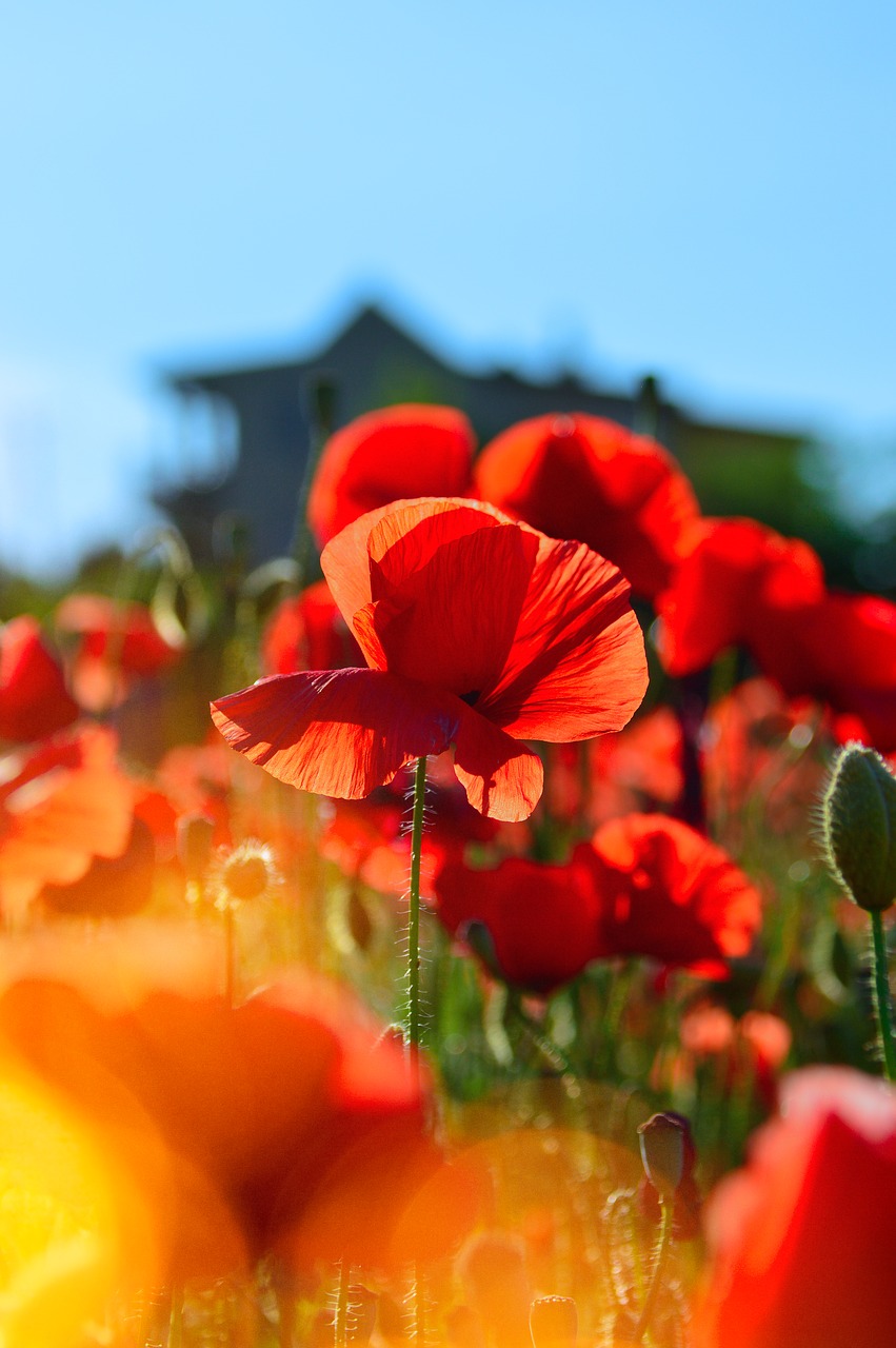 red  red poppy  poppy free photo