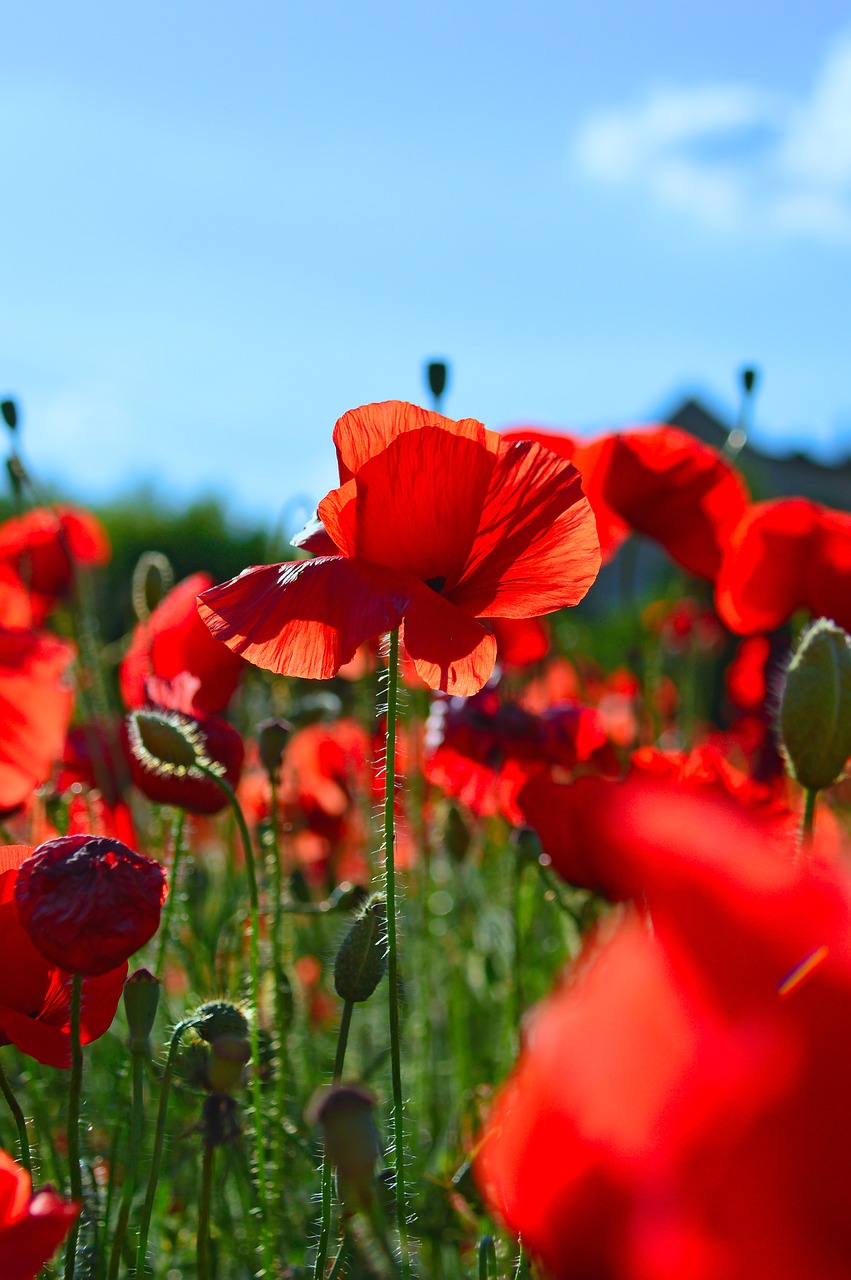 red  red poppy  poppy free photo