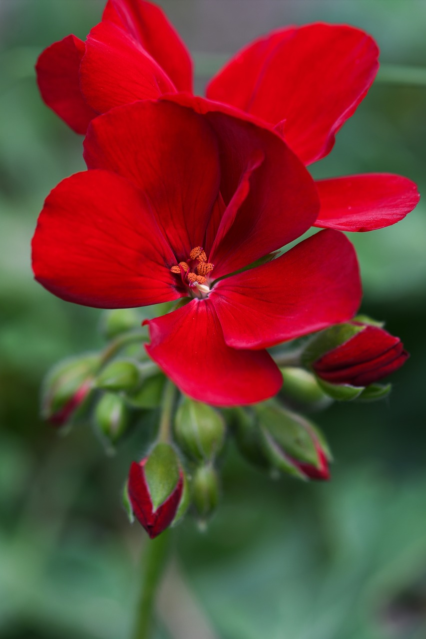 red  rose  flower free photo