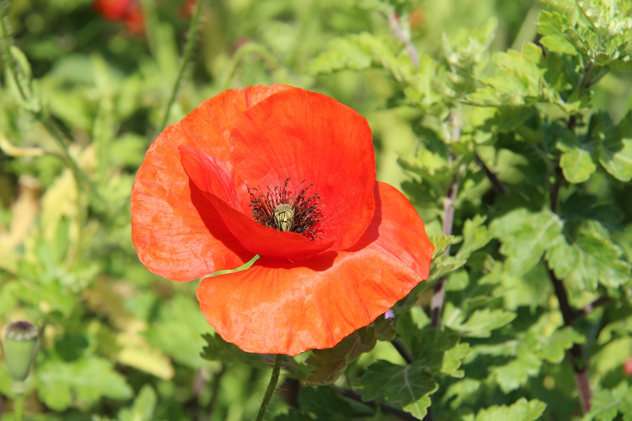 red  poppy  definition free photo