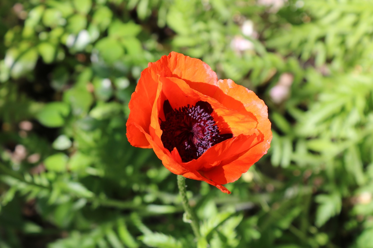 red  poppy  summer free photo