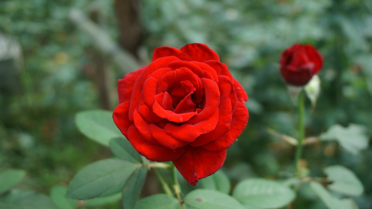 red  rose  flowers free photo