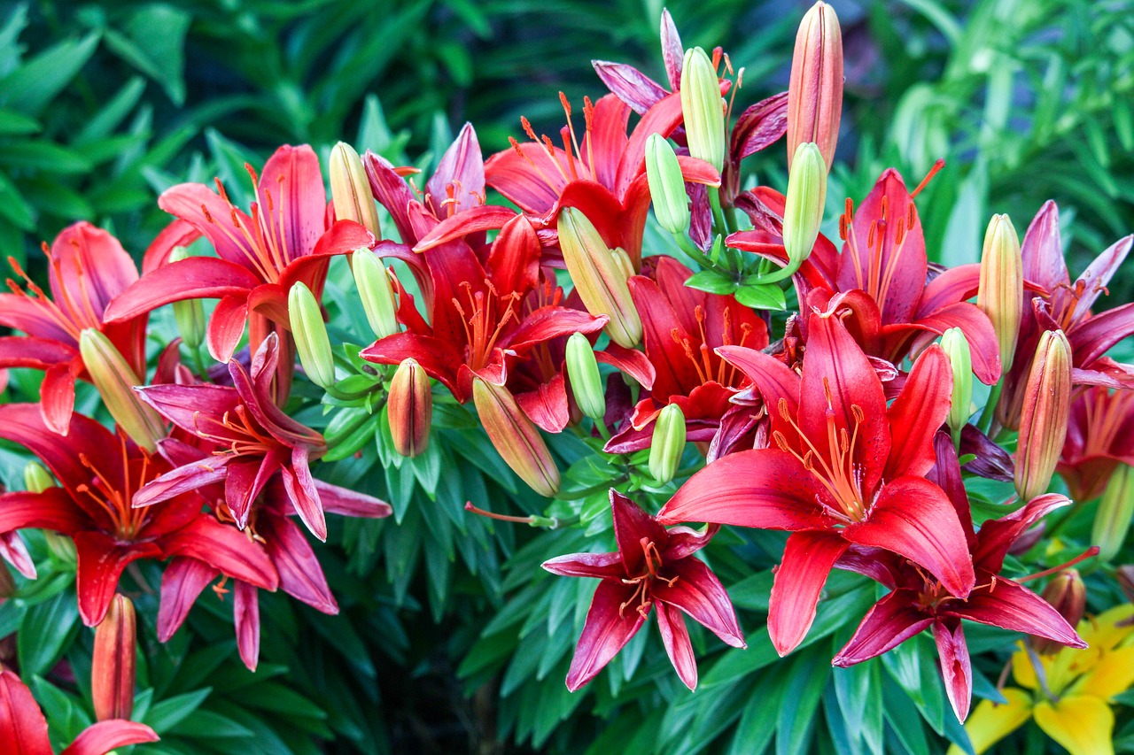 red  flower  nectar free photo