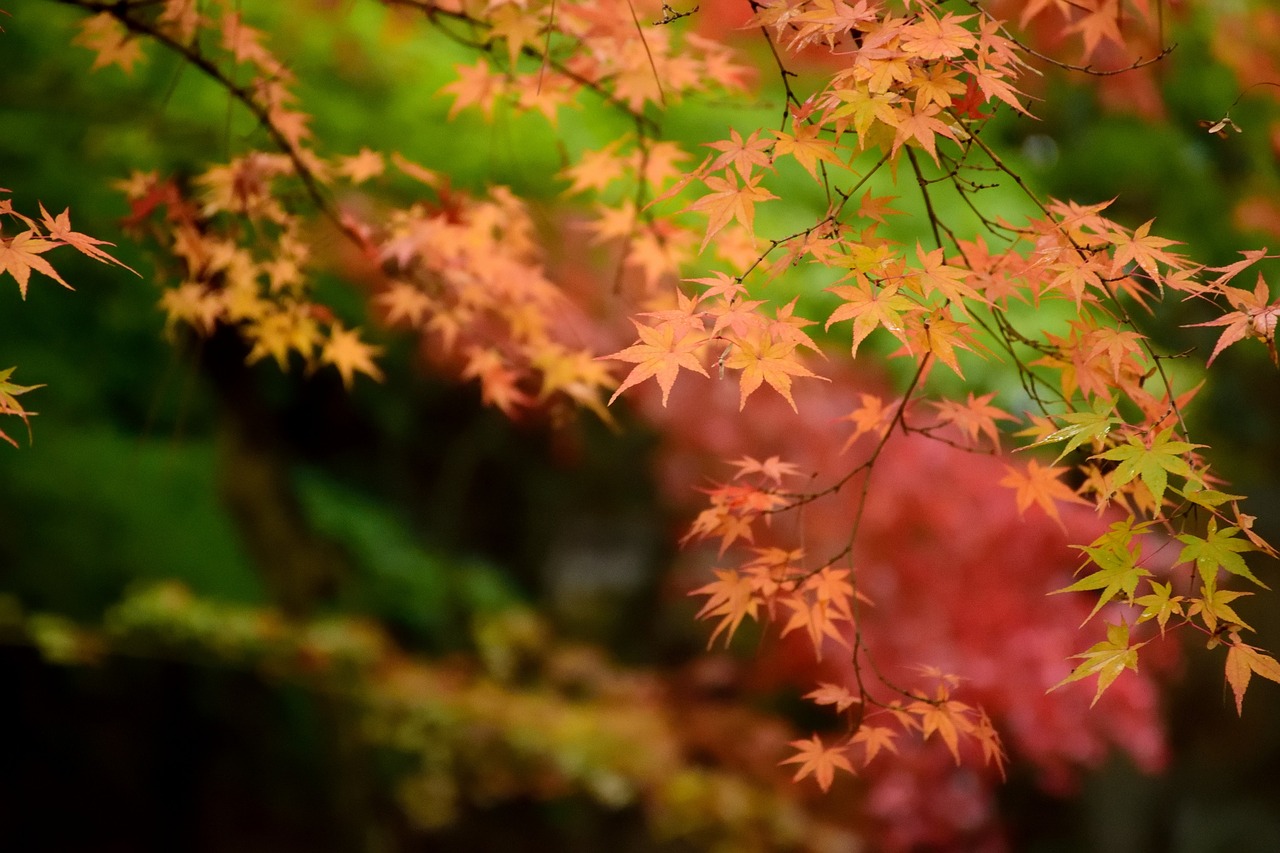 red  green  leaf free photo