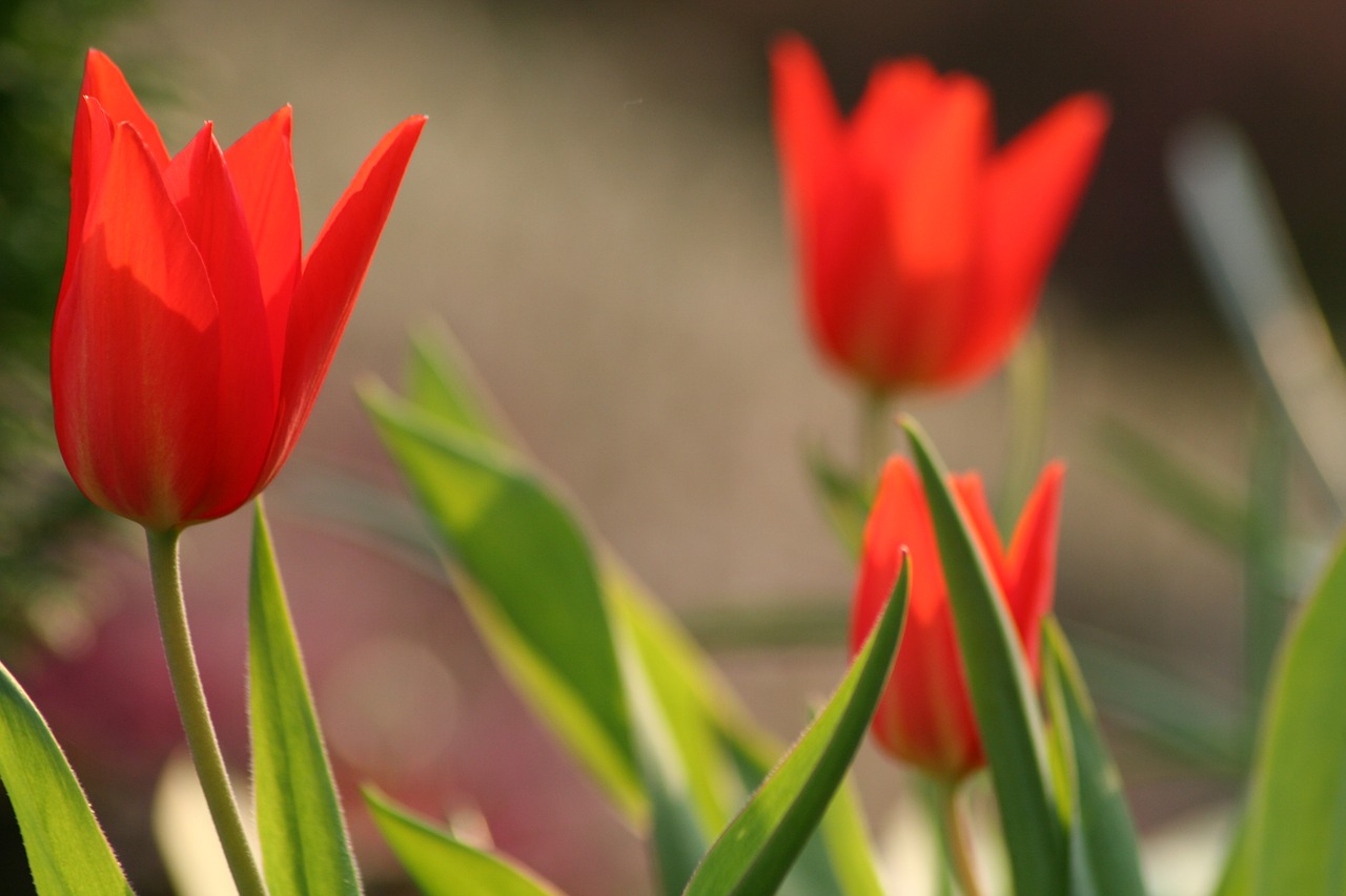 red  tulips  spring free photo