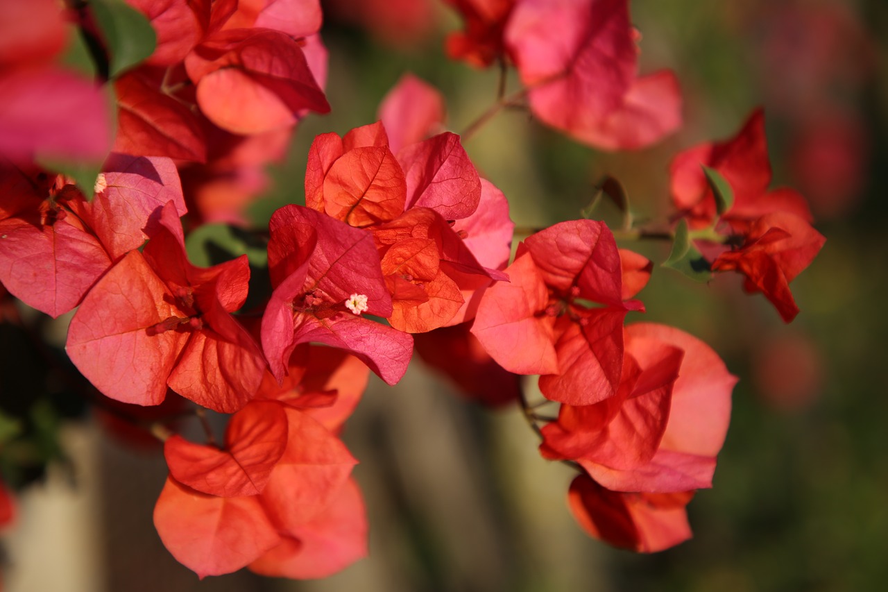 red  flower  tree free photo