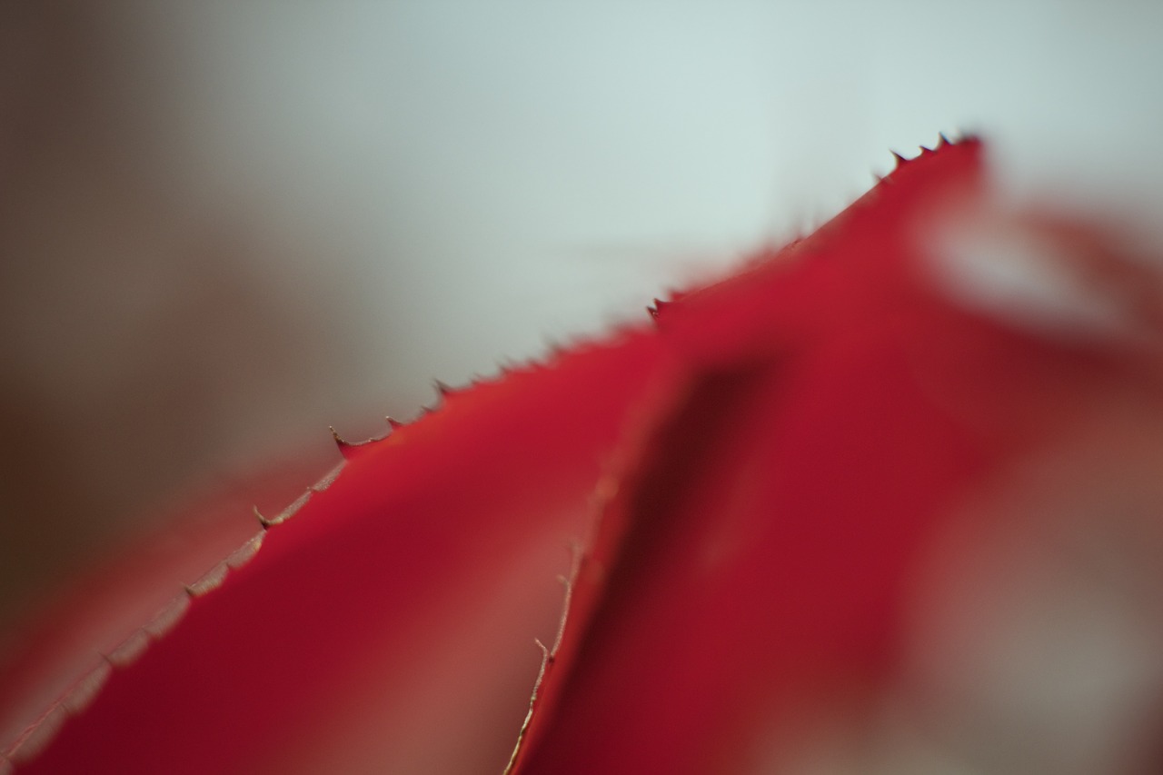 red  leaf  plant free photo