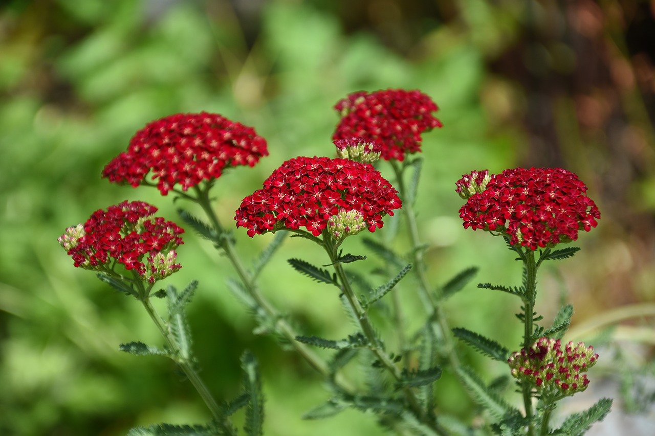 red  flower  blossom free photo