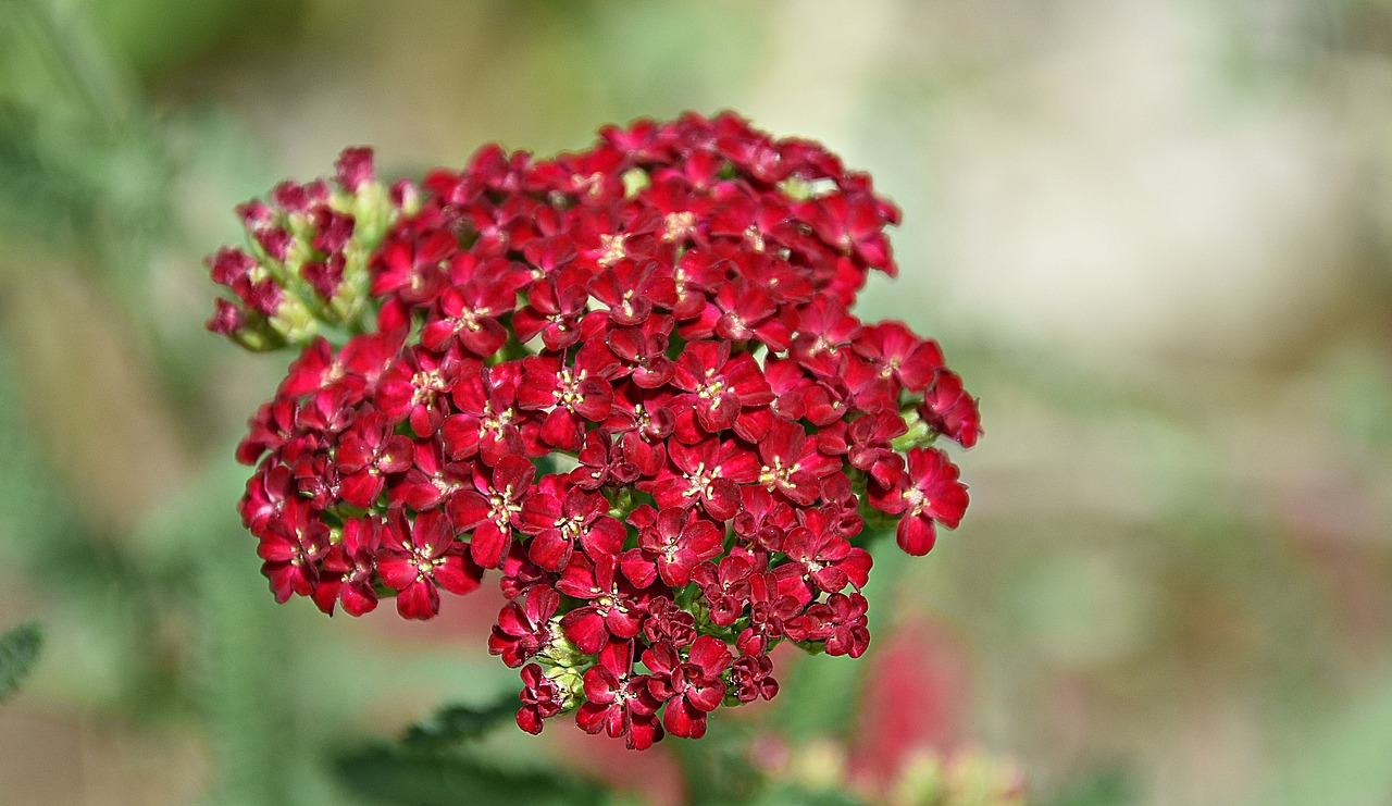 red  flower  blossom free photo