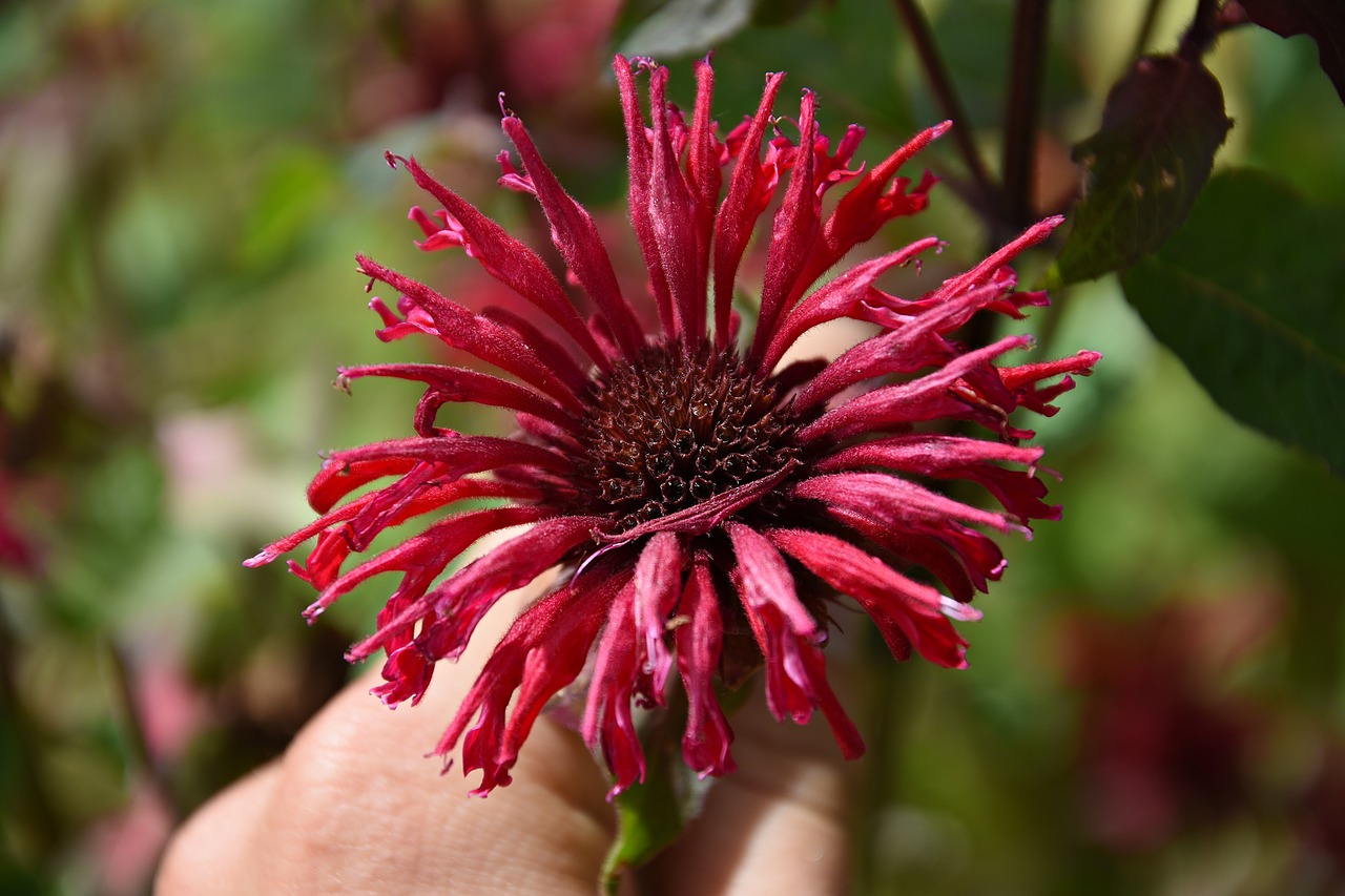 red  flower  blossom free photo