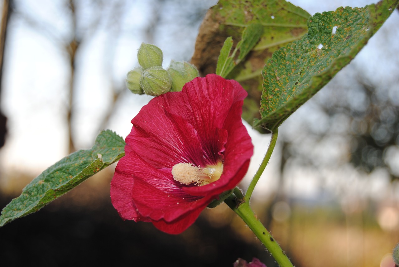 red  flower  nature free photo