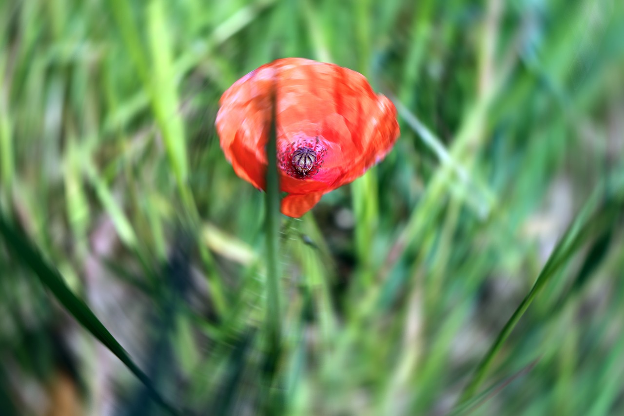 red poppy abstract free photo