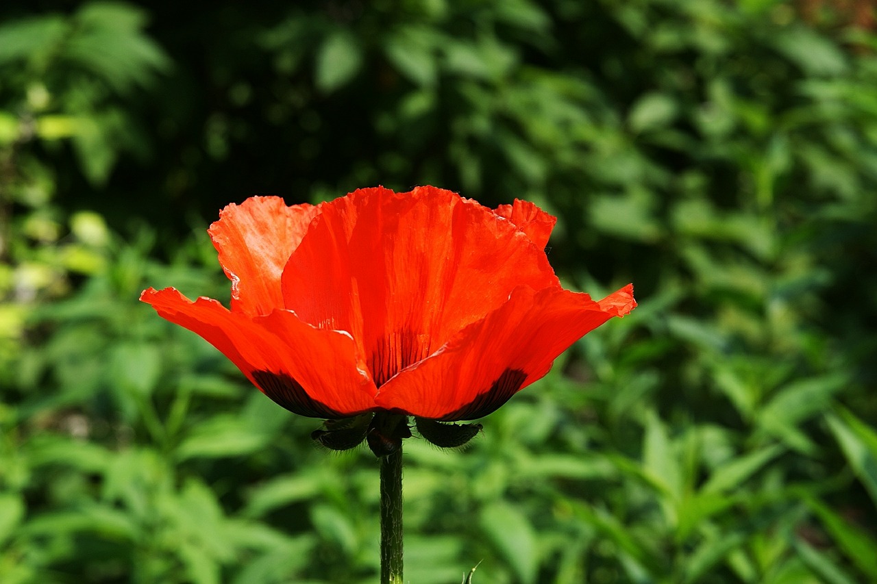 red flower garden free photo