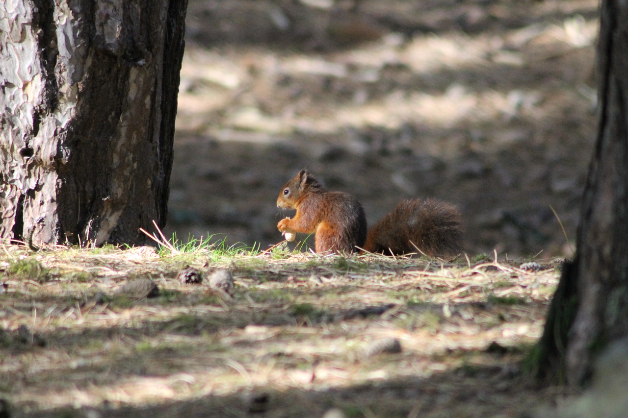 red  squirrel  nature free photo