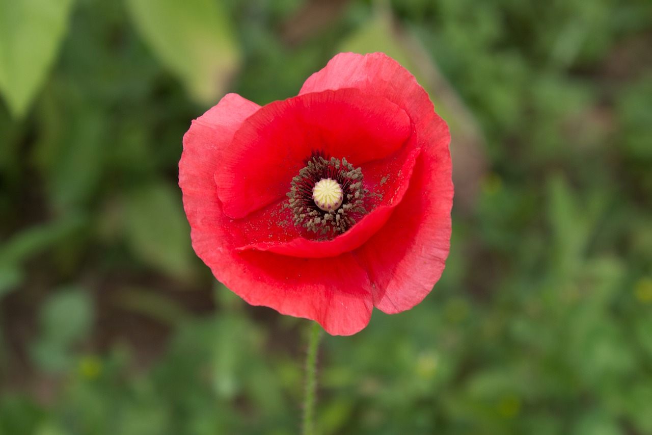 red  poppy  flower free photo