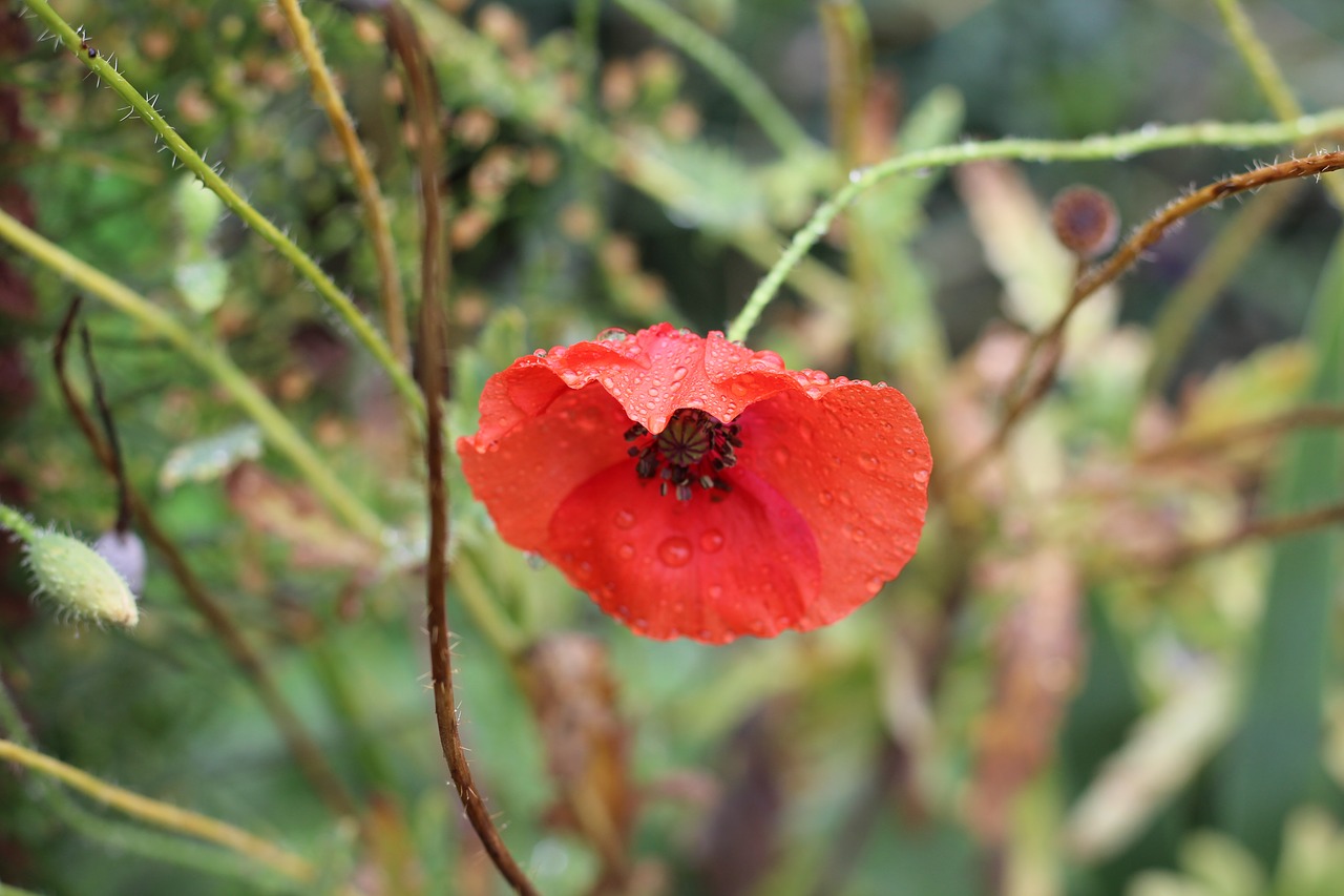 red  poppy  flower free photo