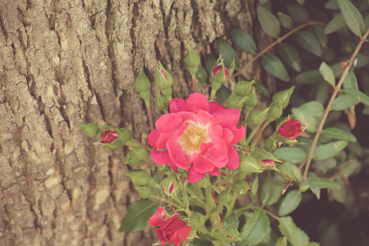 red  flower  garden free photo