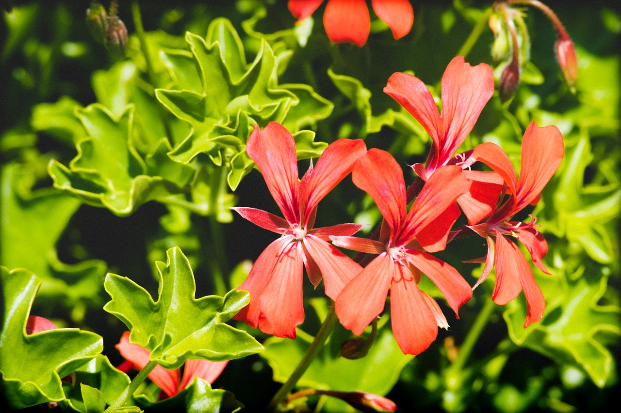 red  flower  garden free photo