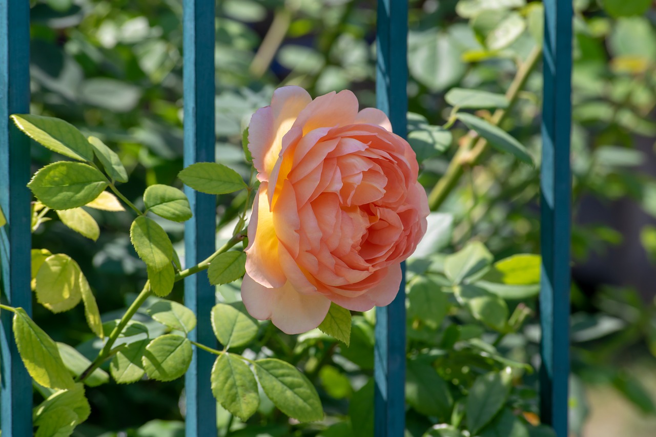 red  flower  garden free photo