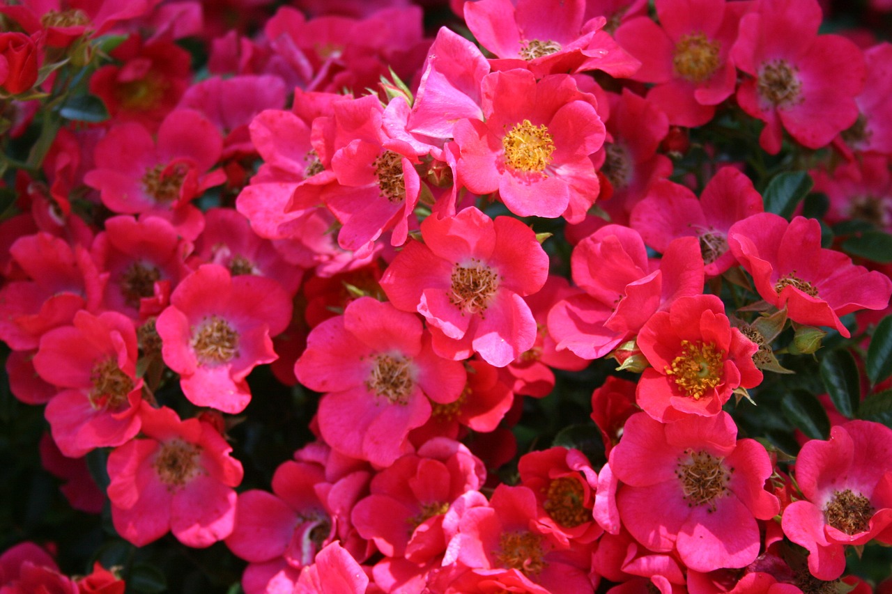 red  pink  flowers free photo