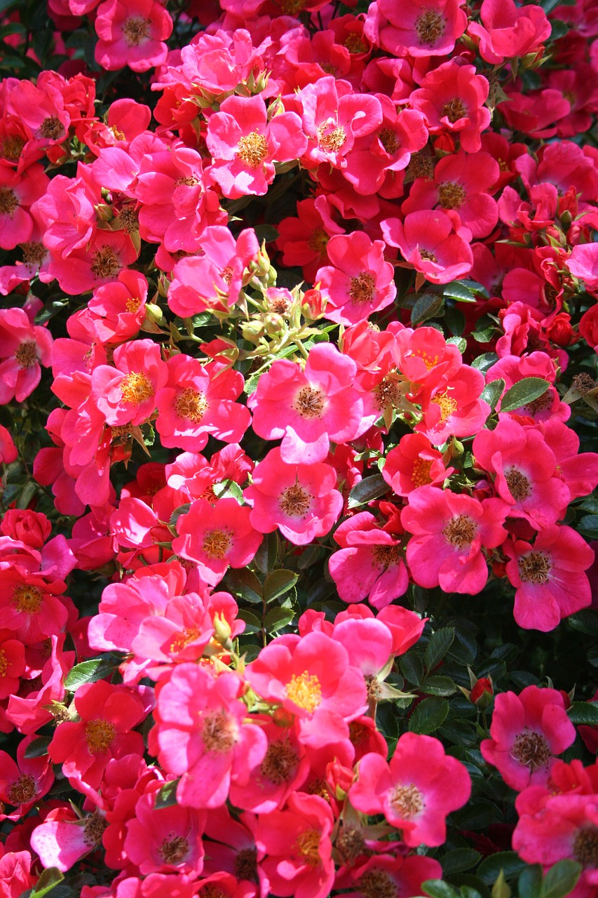 red  pink  flowers free photo