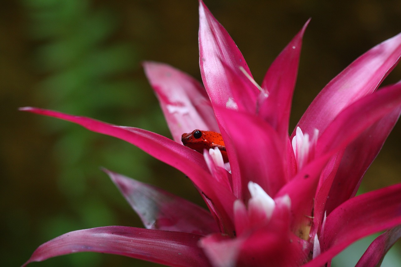 red  frog  pink free photo