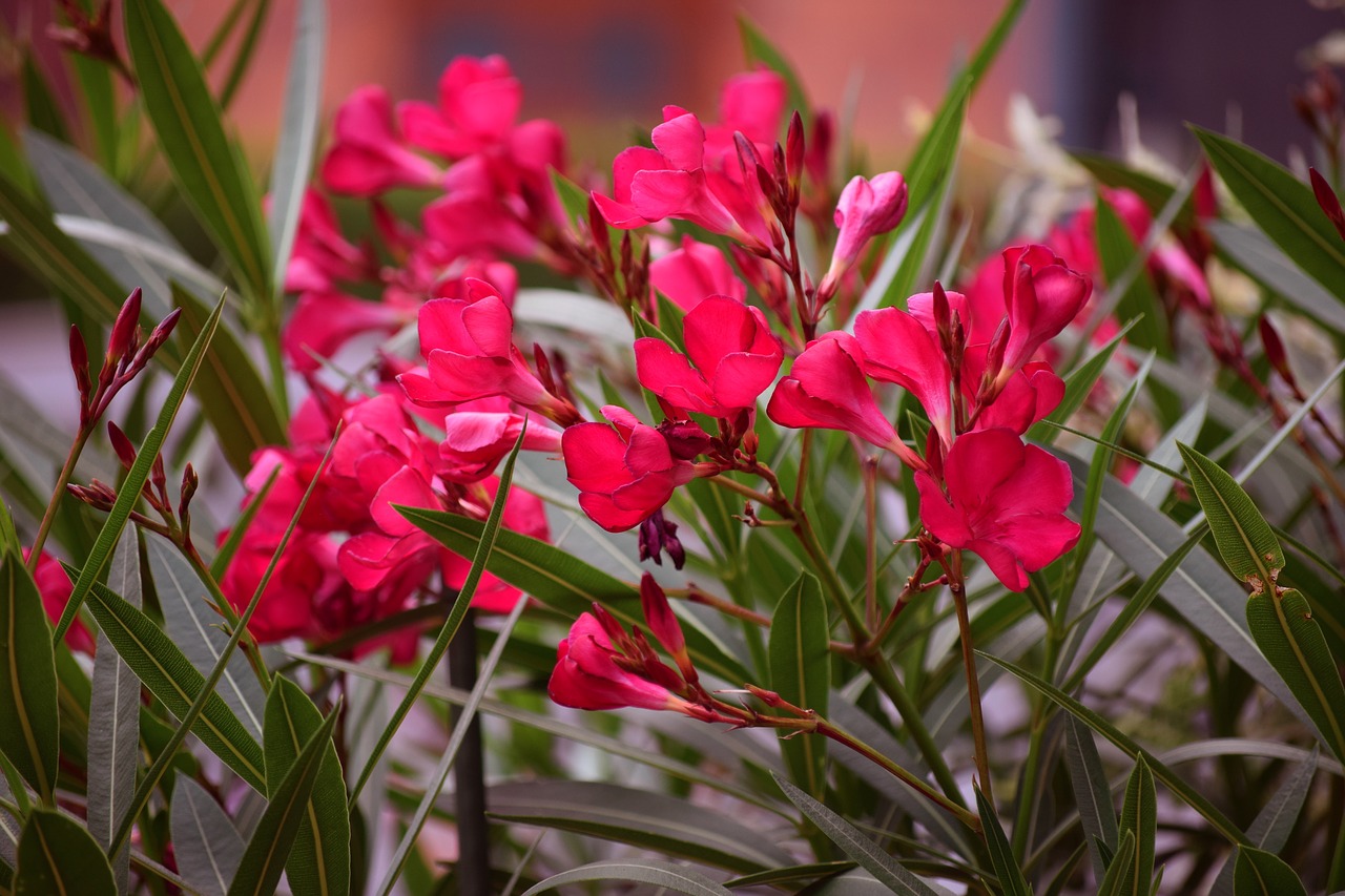 red  flower  blossom free photo