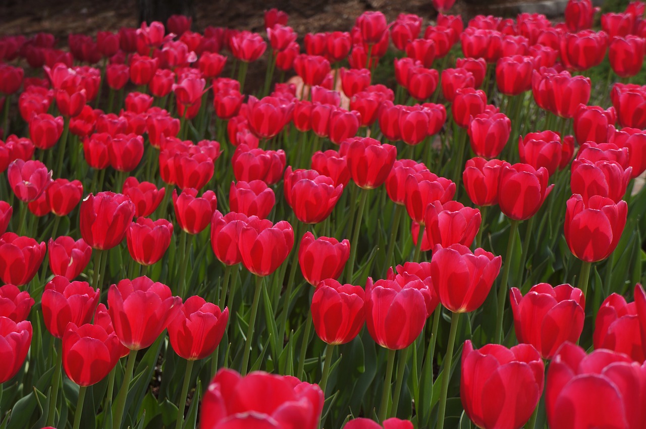 red flower red flower free photo